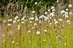 Grassland vegetation with mouseear hawkweed