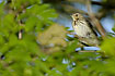 Tree Pipit lifting a leg behind leaves