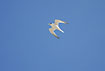 Photo ofLittle Tern (Sterna albifrons). Photographer: 