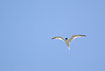 Little Tern flying overhead
