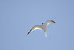 Little Tern overhead