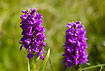 Northern Marsh-Orchid