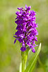 Northern Marsh-Orchid