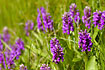 A large group of Northern Marsh-Orchid