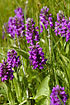 A large group of Northern Marsh-Orchid