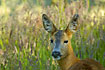 Roe Deer looking carefully at the photographer