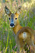 Roe Deer looking curiously at the photographer