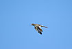 Common Redshank calling in territorie flight