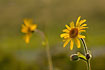 Foto af Almindelig Guldblomme (Arnica montana). Fotograf: 