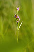The new and rare bee orchid
