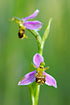 The new and rare bee orchid