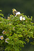 Singing Yellowhammer in the top of a wild rose bush