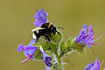 Bumble bee in top of a Vipers-bugloss