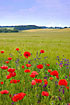 Poppies at cultivated fields