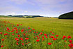 Poppies at the cultivated fields in the hilly landscape