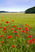 Poppies at the cultivated fields