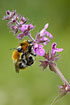 Bumblebees mating
