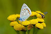 Common blue sucking nectar