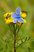 Photo ofCommon Blue (Polyommatus icarus). Photographer: 