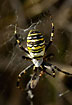 Waspspider with prey
