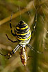 Waspspider with a grashopper