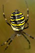A lovely striped waspspider