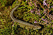 Photo ofSand Lizard (Lacerta agilis). Photographer: 