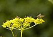 Hoverflies on yellow flower
