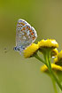Common Blue resting on yellow flower