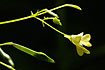 Foto af Smblomstret Balsamin (Impatiens parviflora). Fotograf: 