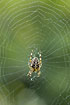 Common Garden Spider in its cobweb