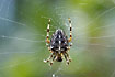 Common Garden Spider in its web