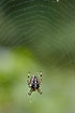 Spider in the cobweb