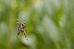 Photo ofCommon Garden Spider (Araneus diadematus). Photographer: 