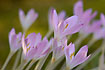 The autumn flowering and very poisonous Autumn crocus
