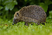 Hedgehog using daytime to fill the depots before hibernation