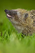 Hedgehog showing teeth and a wet snout