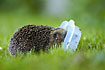 Hedgehog emptying a waterbowl