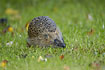 Photo ofHedgehog (Erinaceus europaeus). Photographer: 