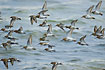 A group of Dunlins at the shore