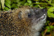 Hedgehog showing protruding teeth