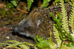 Hedgehog among garden plants