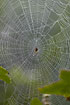 Spider in a dewfilled orbweb