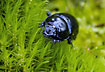 Dor Beetle with blue iridiscent colours