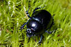 Dor Beetle on green moss
