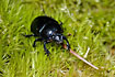 Dor beetle on green moss