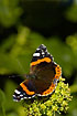 Red Admiral sucking nectar on flowering Common Ivy