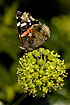 Red Admiral sucking nectar on flowering Common Ivy
