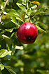 A shining red apple
