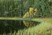 Autumn colours at a swedish forest lake with birch and scots pine